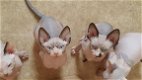 Sphynx-kittens te koop - 1 - Thumbnail