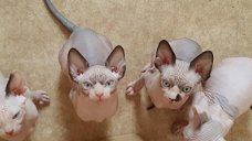 Sphynx-kittens te koop