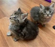 Mannelijke en vrouwelijke Maine coon kittens,