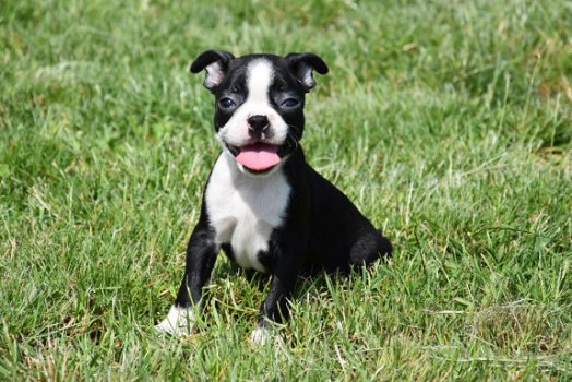 Boston terrier pups - 1