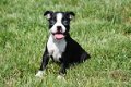 Boston terrier pups - 1 - Thumbnail