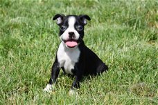 Boston terrier pups