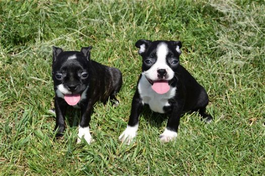 Boston terrier pups - 3