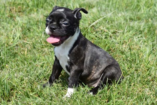 Boston terrier pups - 4