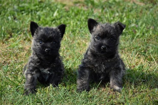 Cairn terrier pups - 1