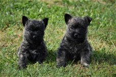 Cairn terrier pups