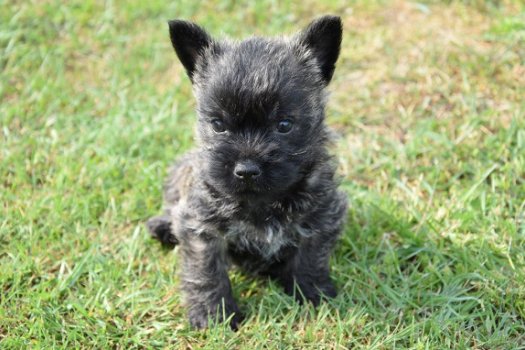 Cairn terrier pups - 3