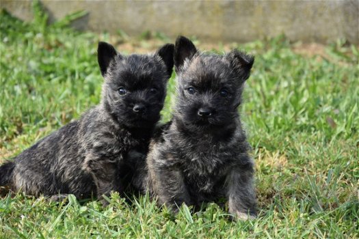 Cairn terrier pups - 4