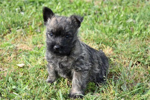 Cairn terrier pups - 5