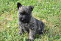 Cairn terrier pups - 5 - Thumbnail