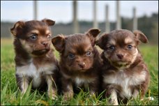 Chihuahua pups