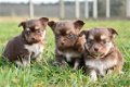 Chihuahua pups - 3 - Thumbnail