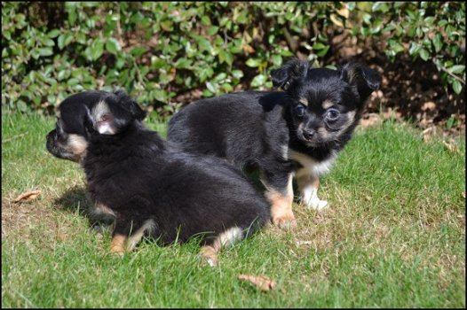 Chihuahua pups - 6