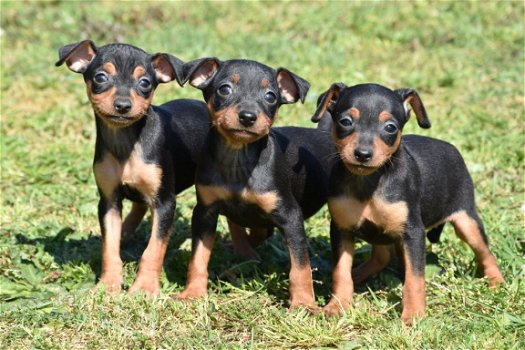 Dwergpincher pups - 1