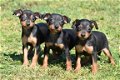 Dwergpincher pups - 1 - Thumbnail
