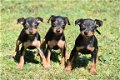 Dwergpincher pups - 3 - Thumbnail