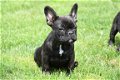 Franse bulldog pups - 1 - Thumbnail