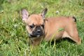 Franse bulldog pups - 3 - Thumbnail
