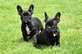 Franse bulldog pups - 6 - Thumbnail