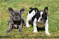 Franse bulldog pups - 2 - Thumbnail