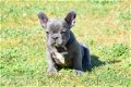 Franse bulldog pups - 8 - Thumbnail