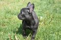 Franse bulldog pups - 4 - Thumbnail