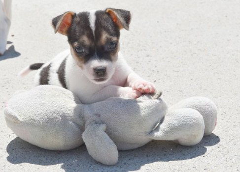 Jack russel pups - 2