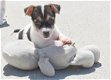 Jack russel pups - 2 - Thumbnail