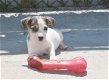 Jack russel pups - 4 - Thumbnail