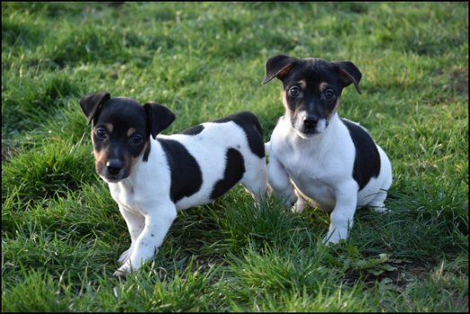 Jack russel pups - 5