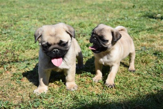 Mops pups - 4