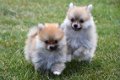 Pomeriaan pups - 1 - Thumbnail