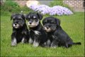 Schnauzer pups - 1 - Thumbnail