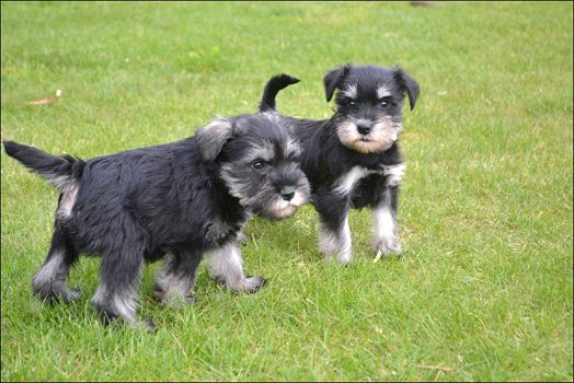 Schnauzer pups - 2