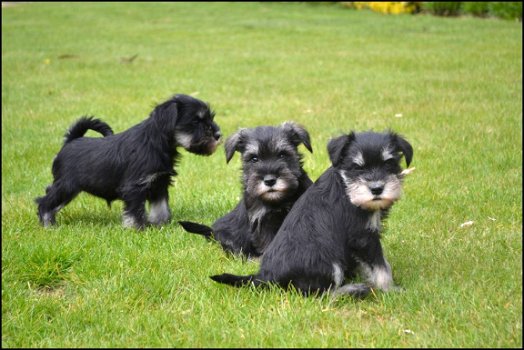 Schnauzer pups - 6