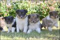 Sheltie pups - 1 - Thumbnail