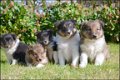 Sheltie pups - 2 - Thumbnail