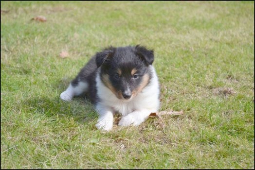 Sheltie pups - 4