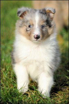 Sheltie pups - 3