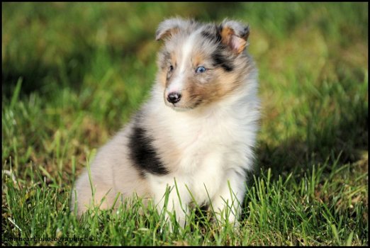 Sheltie pups - 6