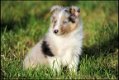 Sheltie pups - 6 - Thumbnail