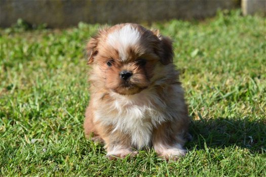 Shih tzu pups - 3