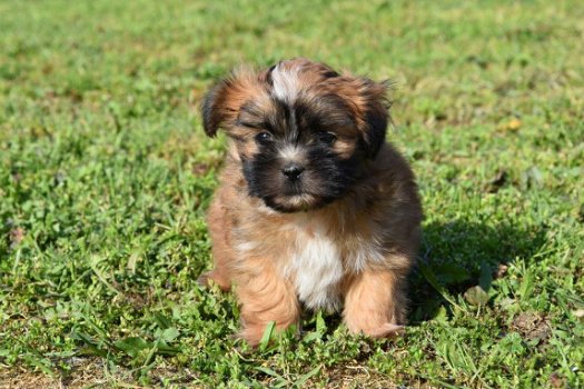 Shih tzu pups - 5