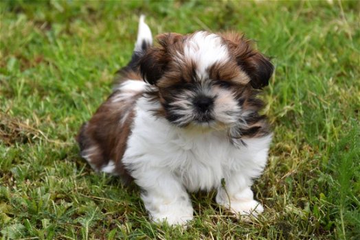 Shih tzu pups - 7