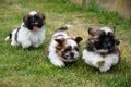 Shih tzu pups - 4 - Thumbnail