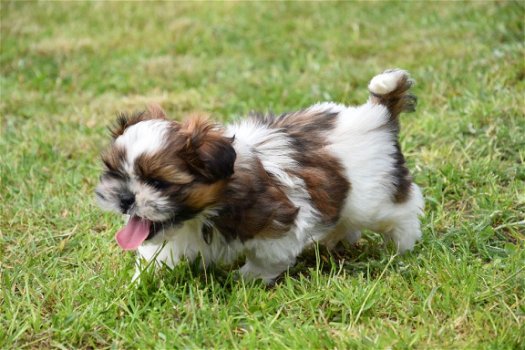 Shih tzu pups - 8