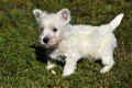 Westie pups - 1 - Thumbnail