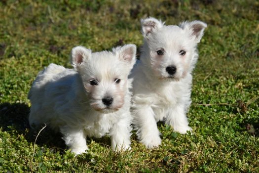 Westie pups - 3