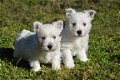 Westie pups - 3 - Thumbnail