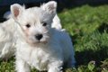 Westie pups - 4 - Thumbnail